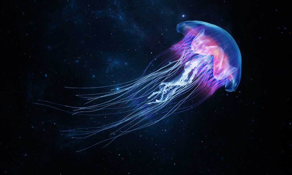 Does Video Show Giant Flying Jellyfish over Antarctica?