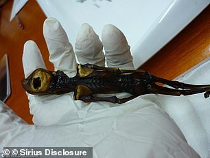 Ata's large and slender skull, although it might resemble a classic 'alien grey' to the average person, is not particularly unusual to doctors familiar with infant development, like obstetricians, or scholars of human anatomy