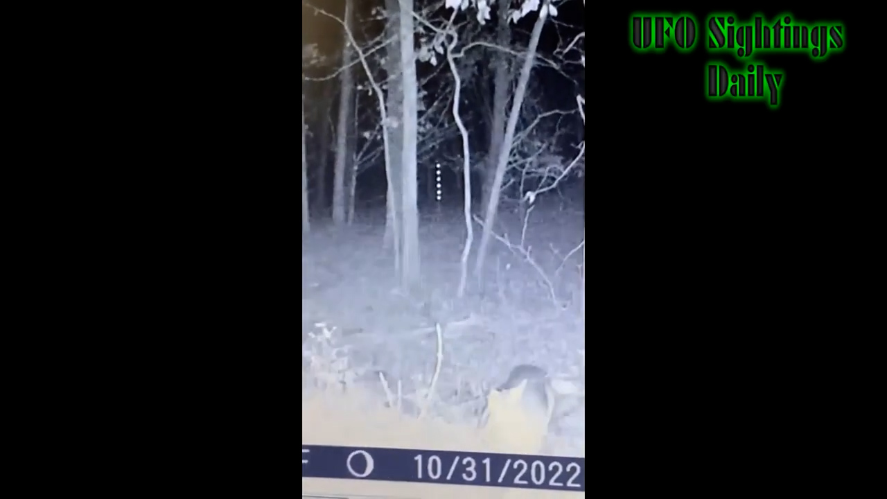 Filmed in Arkansas, the video shows six lights stacked vertically hopping around the trees as a deer grazes in the foreground