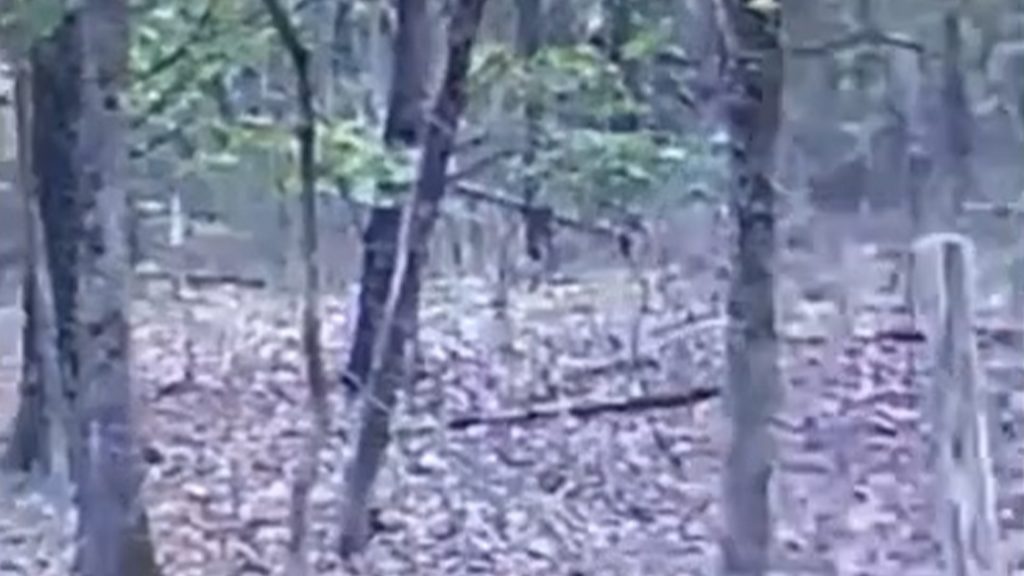 Eerie footage captures ‘UFO sighting’ on hunter’s trail cam as six ‘verticle lights’ stalk their target from above