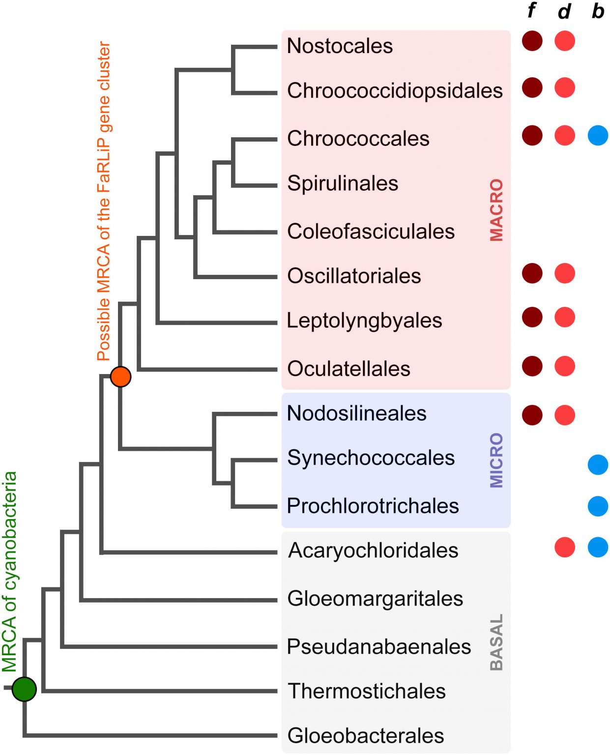 Molecular diversity and evolution of far-red light photosynthesis