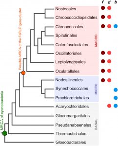 Molecular diversity and evolution of far-red light photosynthesis
