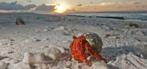Why Hermit Crabs And A UFO Will Be The First To See It
