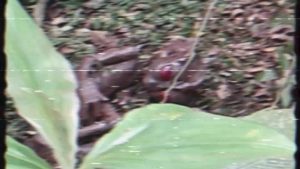 Video With The Alleged Creature From the 1996 UFO Incident in Varginha, Brazil.