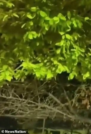 He claimed to have seen a big light fall from the sky,