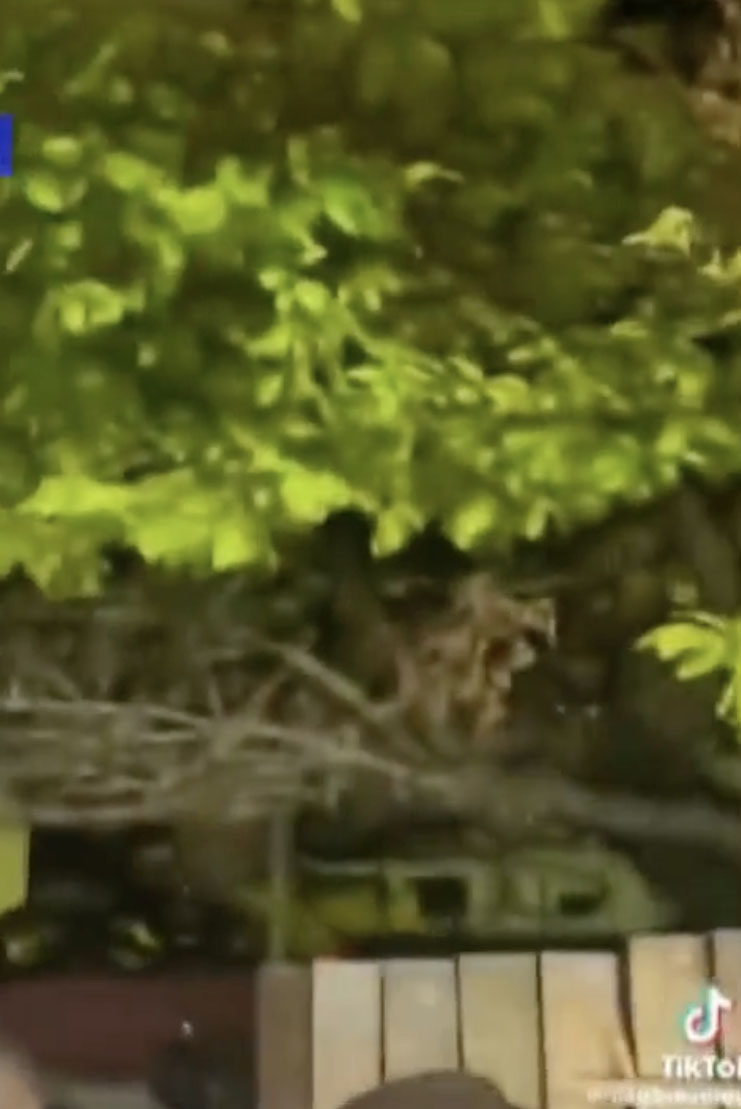 They pointed out that it seemed to look like a head was floating above their fence in the video