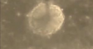 ‘Stealth civilisations’ living among us could be behind UFO mysteries, say Harvard scientists