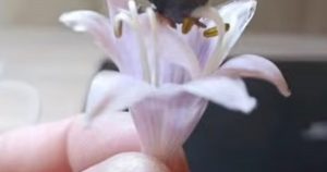 ‘Broken piece of alien spacecraft’ found is ‘so light it won’t bend a flower’