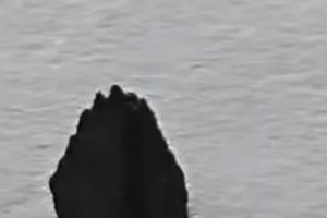 Recovered Piece Of Alien Spacecraft That Won’t Bend A Flower