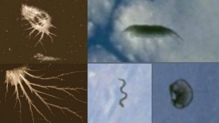 Do Biological UFOs Come from Other Dimensions or Parallel Realities?