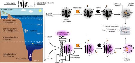 With AI, extreme microbe reveals how life’s building blocks adapt to high pressure