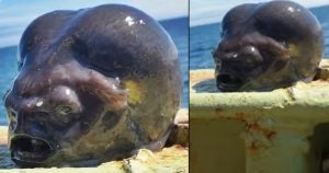Russian fisherman reels in bizarre ‘Alien-Like’ fish