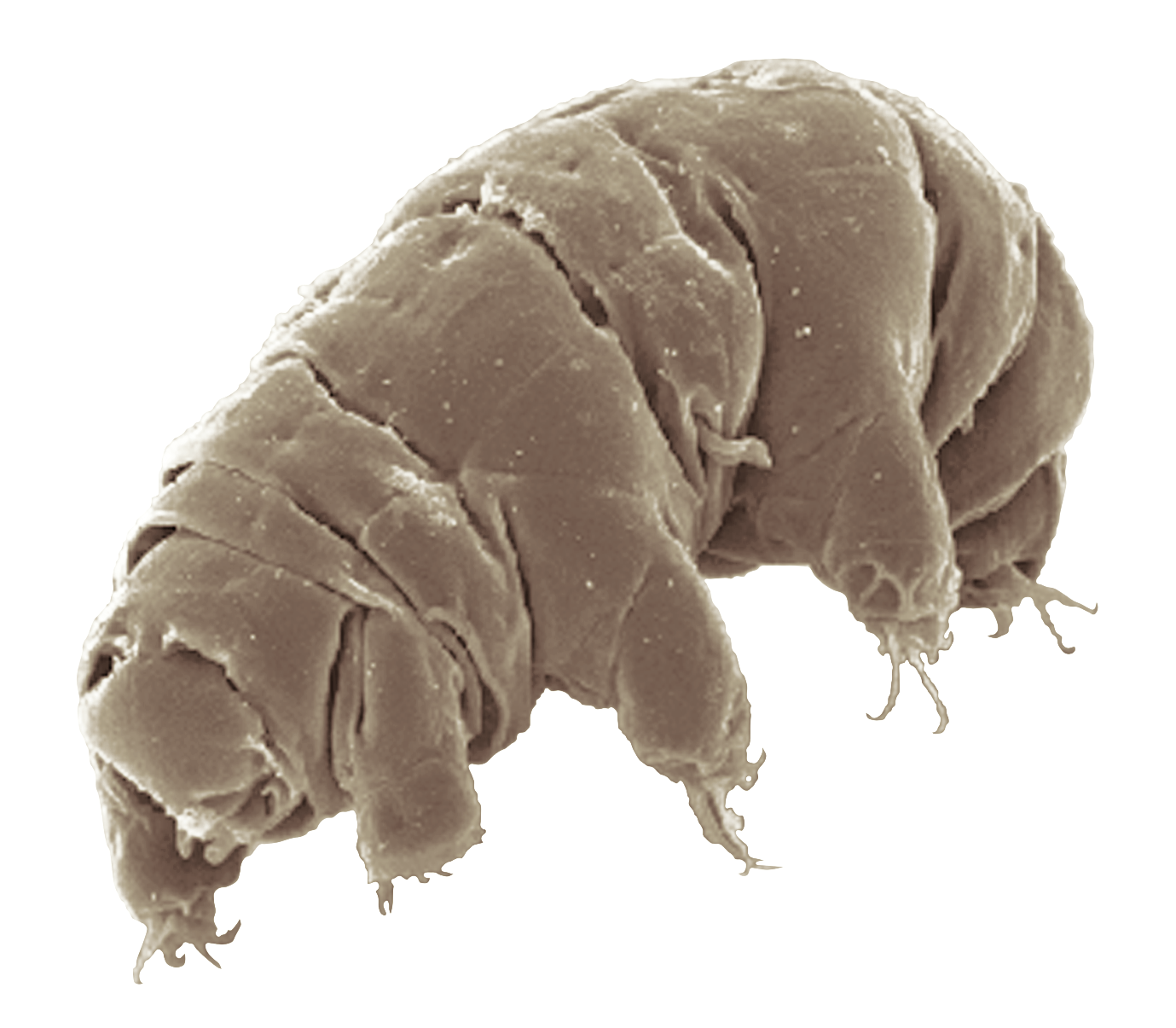 Image of a Milnesium tardigradum in its active state. (Credit : Schokraie E, Warnken U, Hotz-Wagenblatt A, Grohme MA, Hengherr S, et al.)