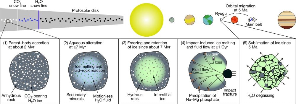 This figure shows how water flowed on Ryugu. (1) The Ryugu parent body accreted from ice and dust in the outer protosolar disk at about 2 Myr after the Solar System formed. (2) Ice melting by short-lived radioactive heating induced early aqueous alteration under water-saturated and isochemical (constant chemical composition) conditions at ≤7 Myr. (3) The saturated water refroze when cooled, forming interstitial ice. (4) More than 1 Gyr later, an impact generated heat that melted interstitial ice and crated rock fractures for fluid pathways, resulting in a limited escape of fluid. (5) Ryugu migrated from the main belt to the near-Earth orbit about 5 Ma and has significantly degassed water through ice sublimation and vapour diffusion since then. Image Credit: Iizuka et al. 2025. Nature