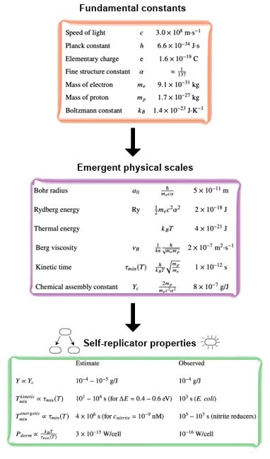 Physical constants convert to physical scales, which drive properties of life, as shown in this chart. Credit - P. Mehta & J. Kondev