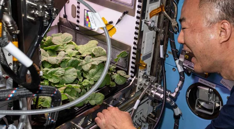 The International Space Station is often used to study plants and growth as pictured here (Credit : NASA)