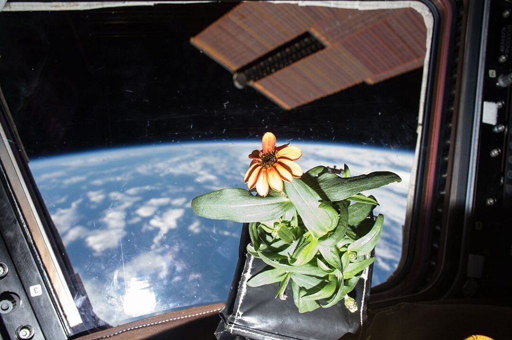 Why NASA Needs Space Gardeners