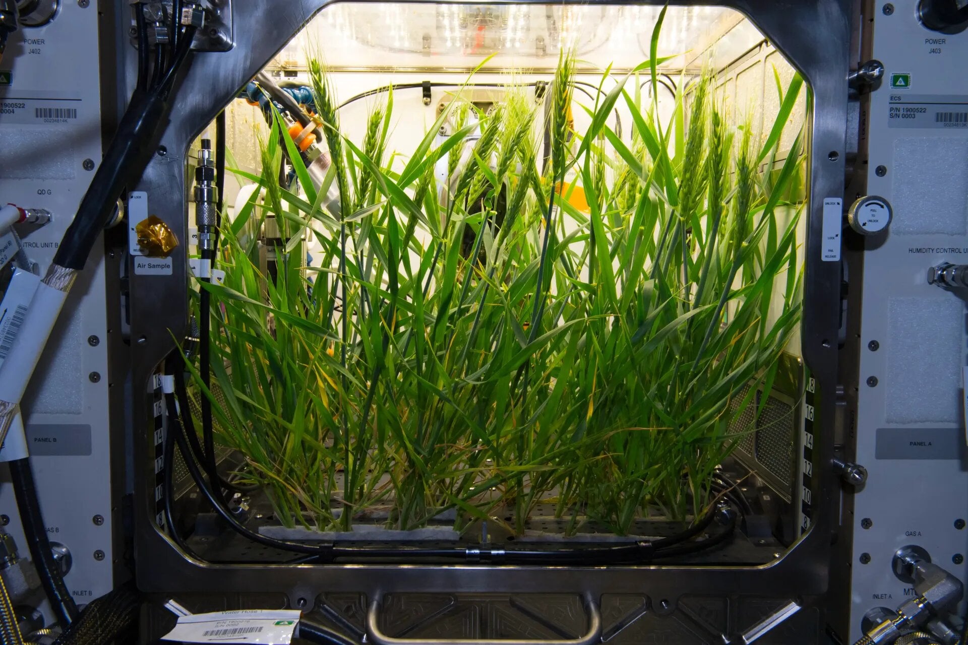 Plants being grown on board the ISS (Credit: NASA/Norishige Kanai)